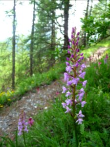 Orchis moustique, Gymnadenia conopsea, Orchidacées 