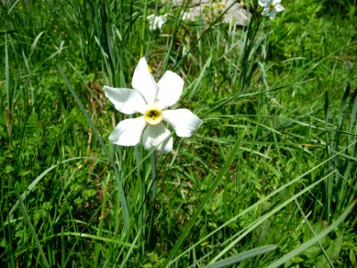 Narcisse des poètes, Narcissus poeticus, Liliacées 