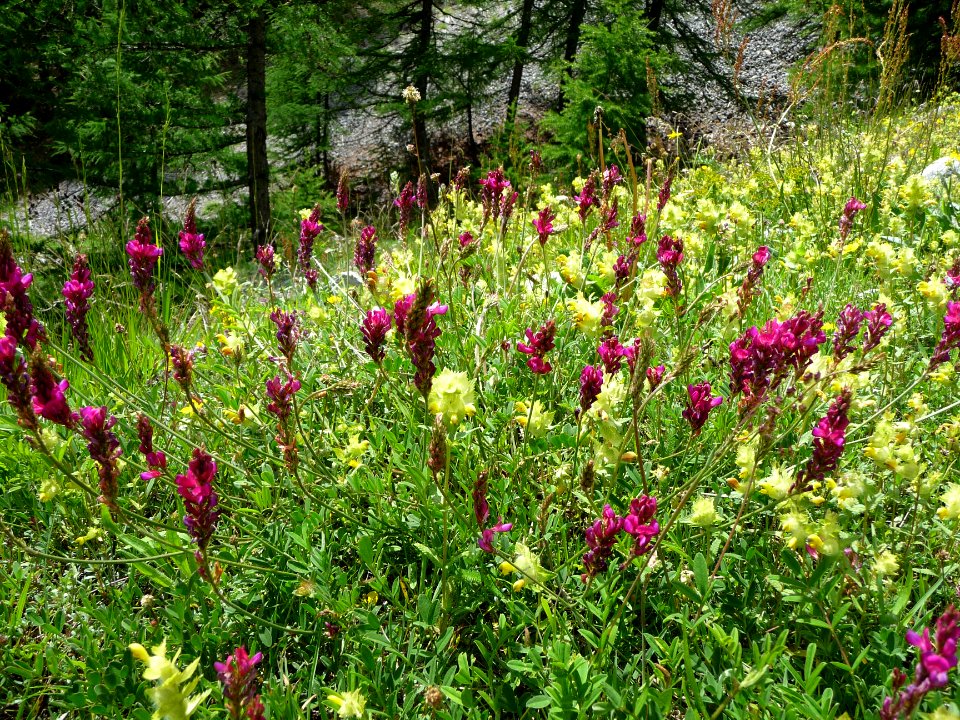 Esparcette des montagnes, Onobrychis montana, Fabacées, et… 