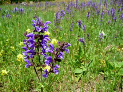 Sauge des prés, Salvia pratensis, Lamiacées 