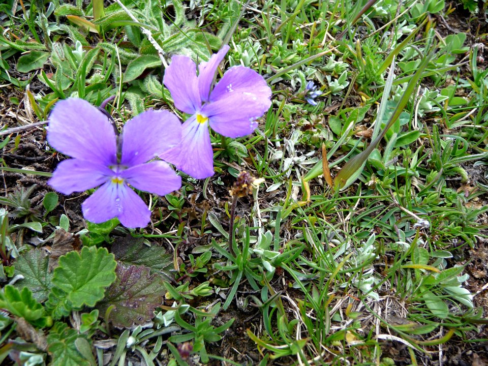 Pensée des Alpes, Viola calcarata, Violacées 