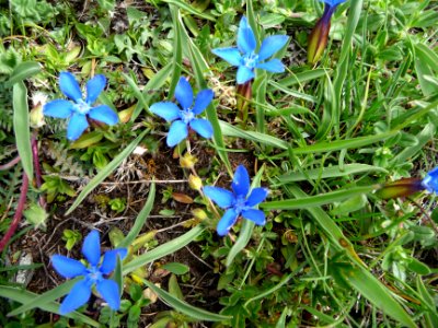 Gentiane de Printemps, (Gentiana Verna, Gentianacées) 