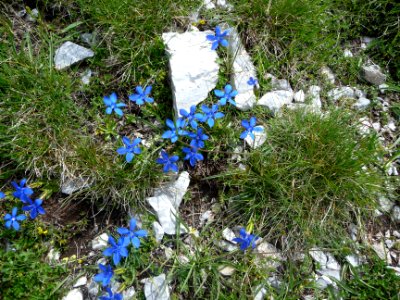 Gentiane de Printemps, (Gentiana Verna, Gentianacées) 