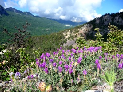 Oxytropis de Haller, Oxytropis halleri, Fabacées 