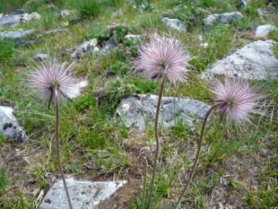 Pulsatille des Alpes, Anemone alpina subsp. alpina = Pulsa… 