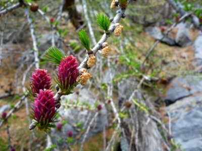 Cônes femelles (jeunes) et rose foncé du mélèze, Larix dec… 