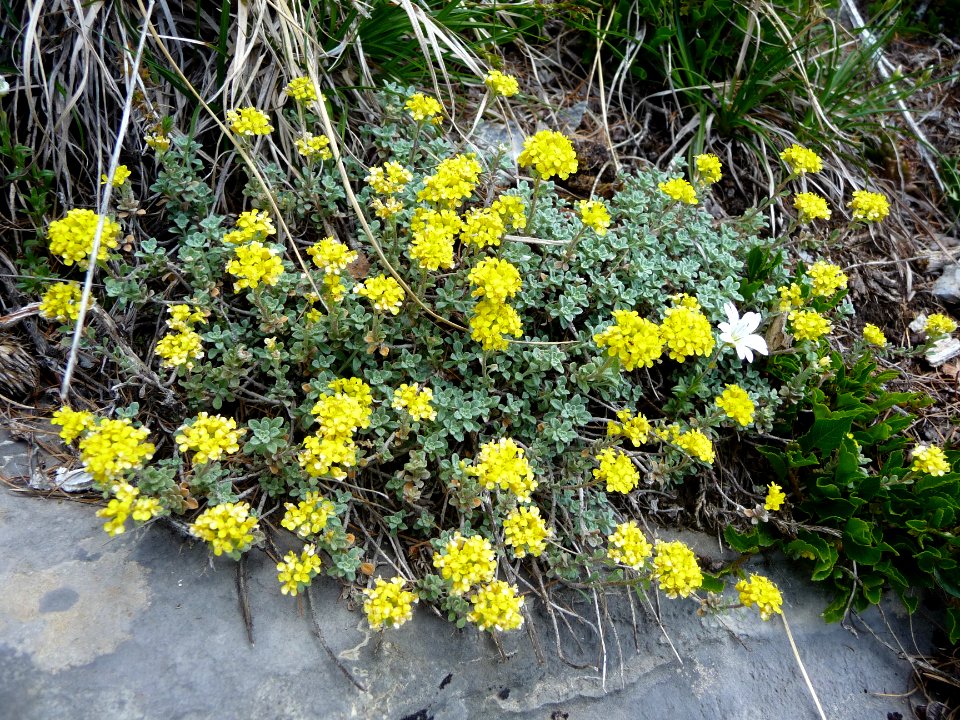 Passerage alpestre, Alyssum alpestre, Brassicacées 