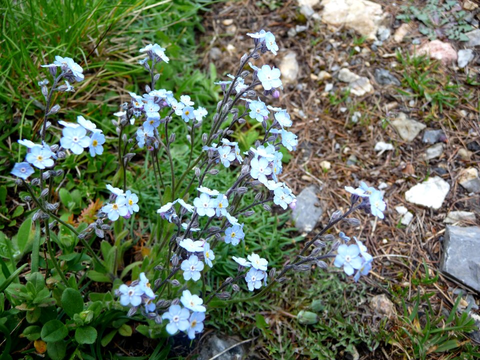 Myosotis des Alpes, Myosotis alpestris, Boraginacées 