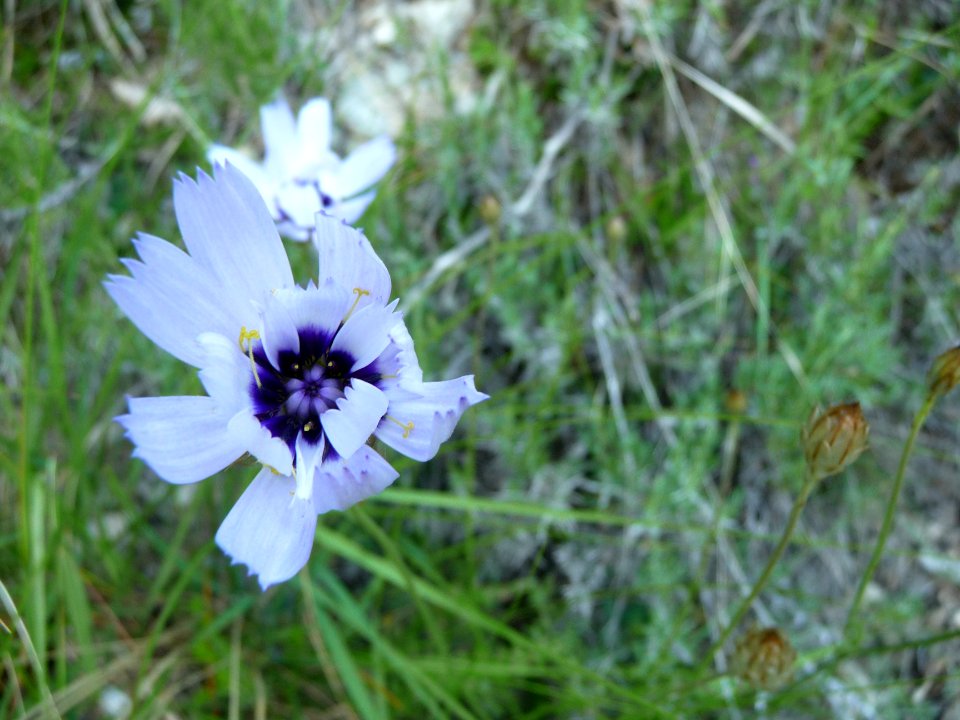 Chicorée sauvage, Cichorium intybus, Astéracées 