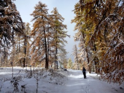 Les mélèzes orange à l'automne, déjà recouverts de la prem… 