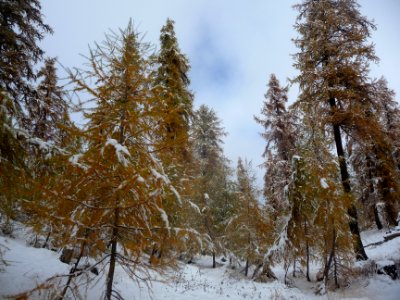 Les mélèzes orange à l'automne, déjà recouverts de la prem… 