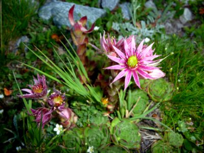Joubarbe des montagnes, Sempervivum montanum, Crassulacées… 