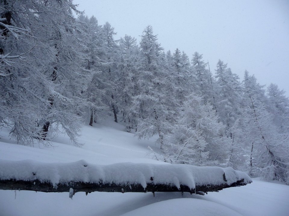 Mélèzes, tout est noir et blanc 