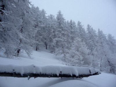 Mélèzes, tout est noir et blanc 