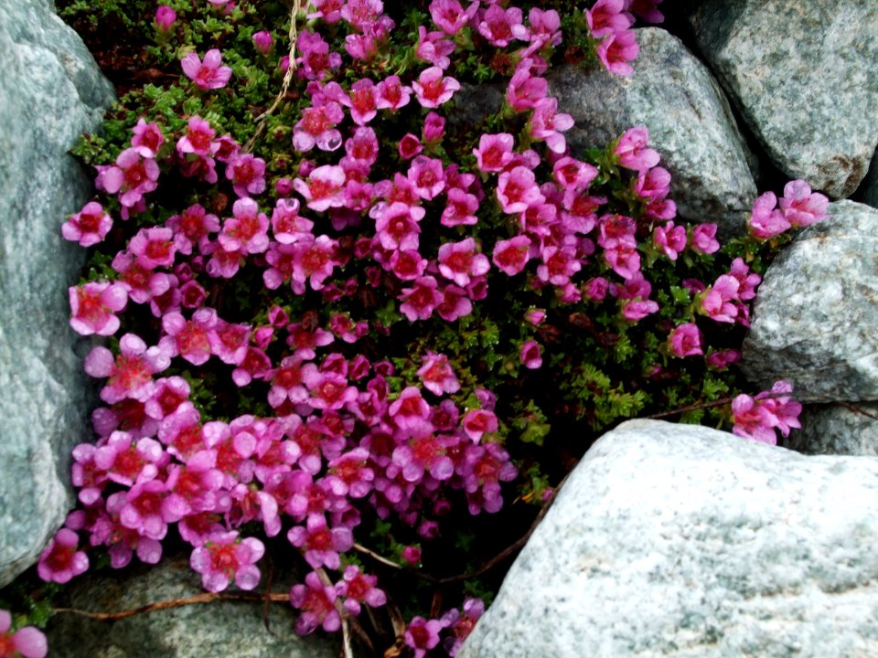 Saxifrage à feuilles opposées, Saxifraga oppositifolia, Sa… 