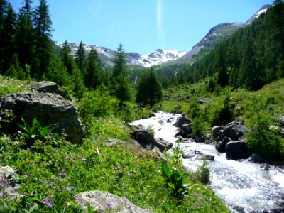 Vallon de Narreyroux, des fleurs, un torrent, des mélèzes … 
