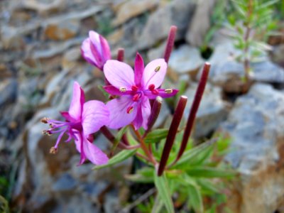 Epilobe de Fleischer ou épilobe des moraines, Epilobium fl… 