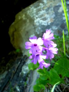 Primevère farineuse, Primula farinosa, Primulacées 