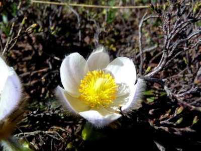 Pulsatille printanière, Anemone vernalis = Pulsatilla vern… 