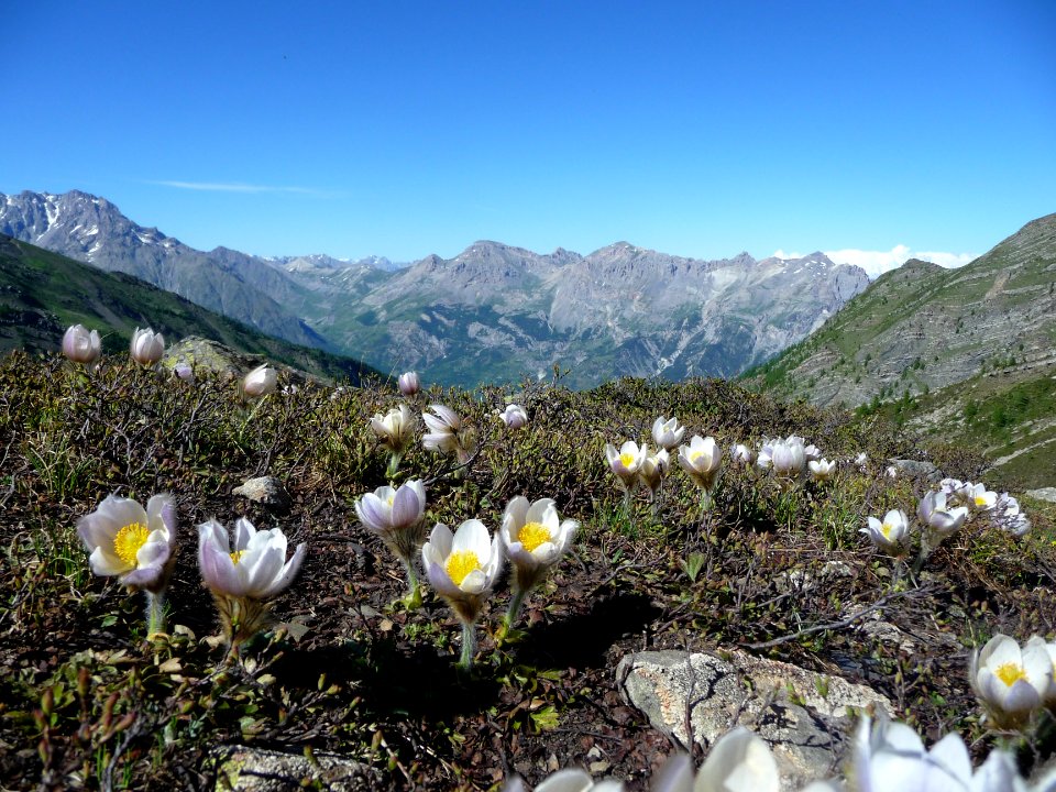 Pulsatille printanière, Anemone vernalis = Pulsatilla vern… 