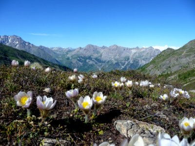 Pulsatille printanière, Anemone vernalis = Pulsatilla vern… 
