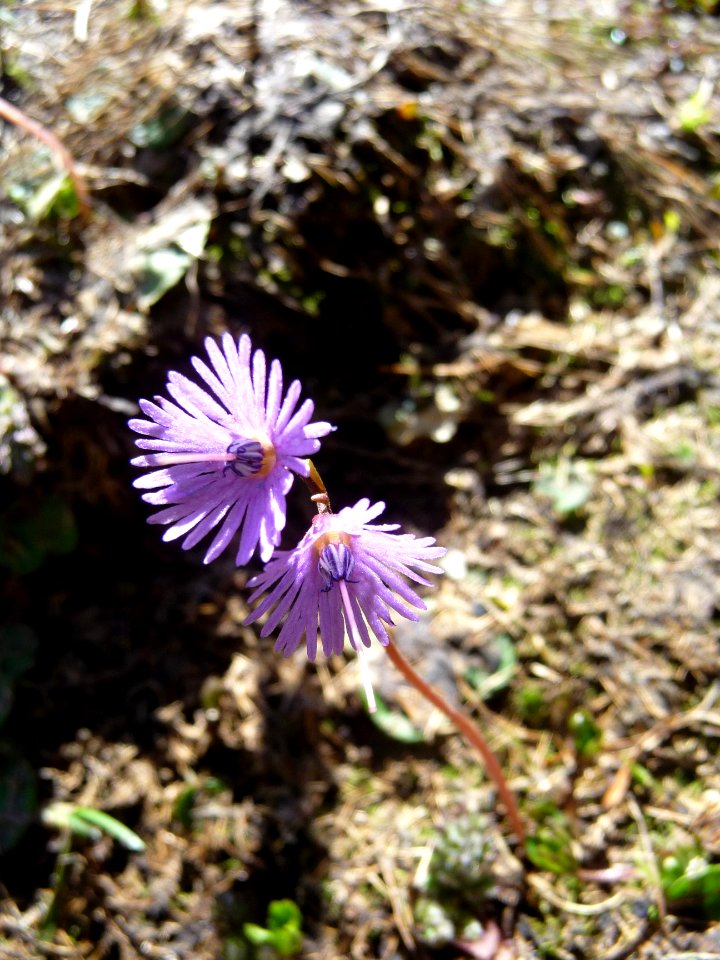Soldanelle des Alpes, Soldanella alpina, Primulacées 