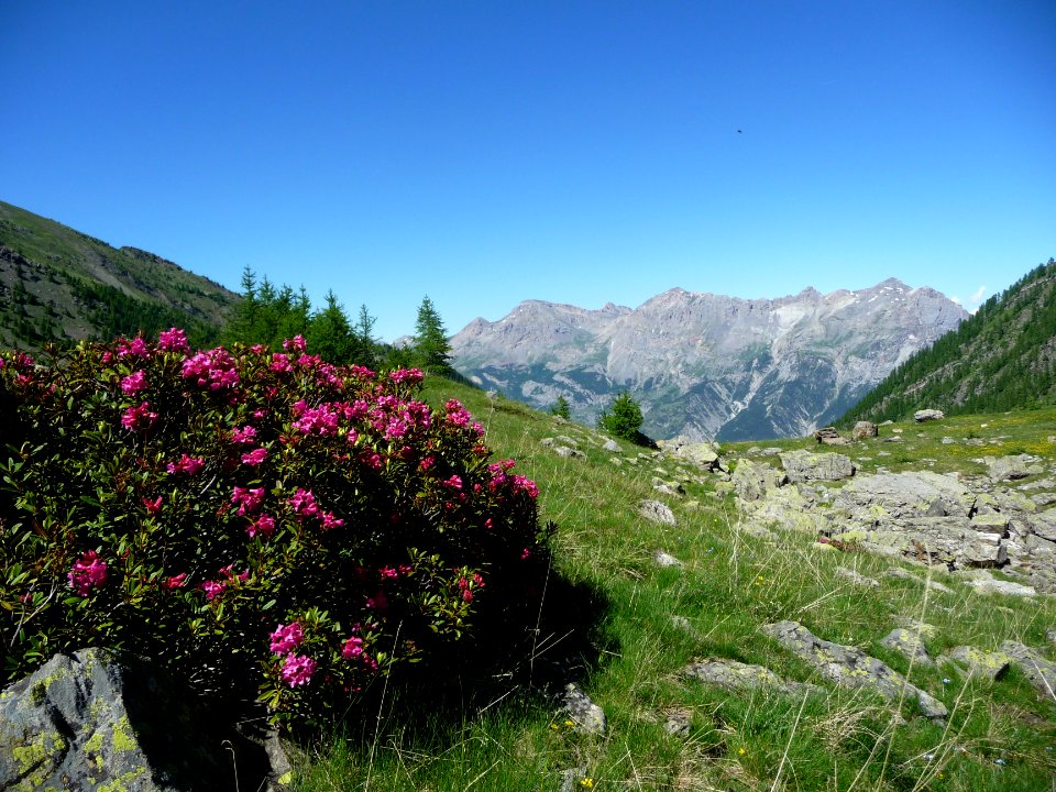 Rhododendrons, Ericacées 