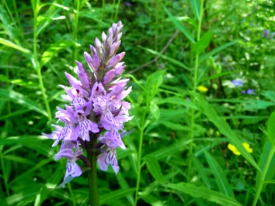 Orchis de Fuchs, Dactylorhiza fuchsii, Orchidacées 