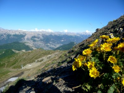 Pulsatille souffrée, Anemone alpina subsp. apiifolia = Pul… 