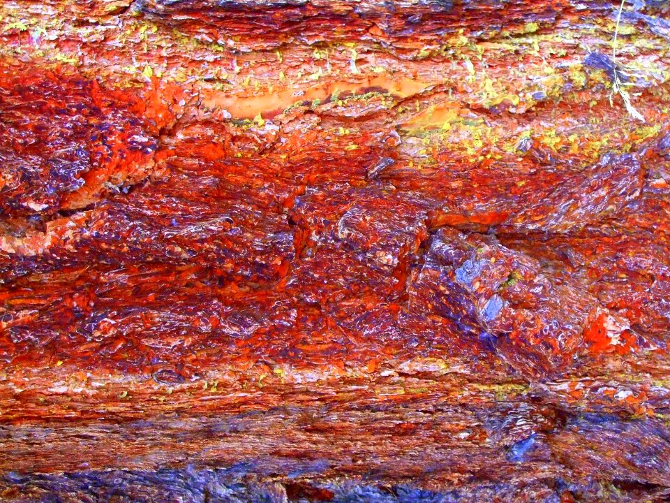 Détail de l'écorce d'un mélèze, Larix decidua, Pinacées 