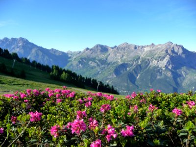 Rhododendrons, Ericacées, les pistes de Puy-Saint-Vincent,… 