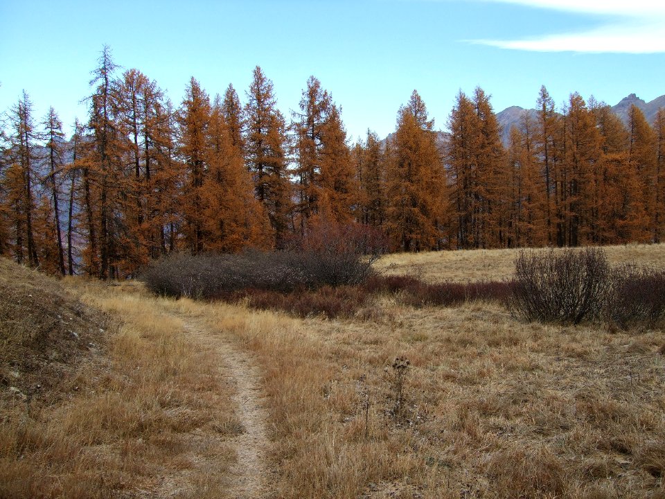 Mélèzes aux couleurs d'automne 