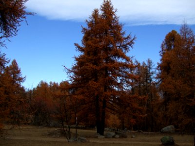 Mélèzes aux couleurs d'automne photo