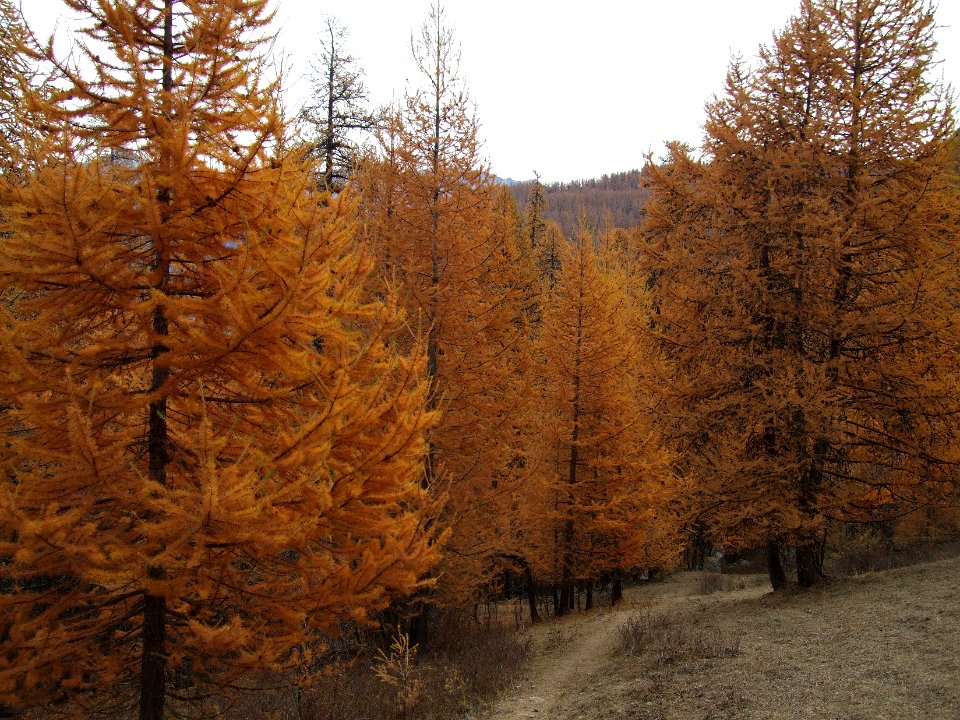 Des mélèzes dans leur parure automnale 