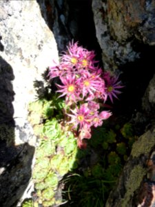 Joubarbe des montagnes, Sempervivum montanum, Crassulacées… 