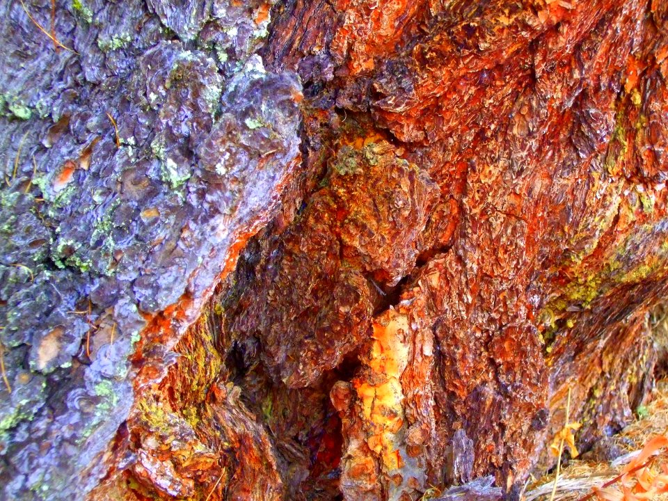 Détail de l'écorce d'un mélèze, Larix decidua, Pinacées 