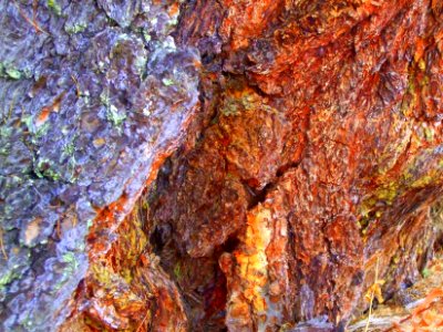 Détail de l'écorce d'un mélèze, Larix decidua, Pinacées 