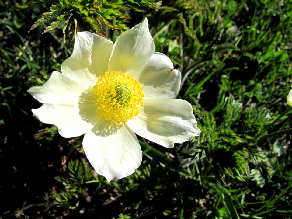 Pulsatille mille-feuilles, Anemone alpina subsp. millefoli… 