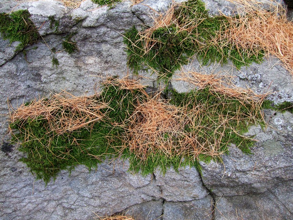 Aiguilles de mélèzes rousses et mousses vertes 