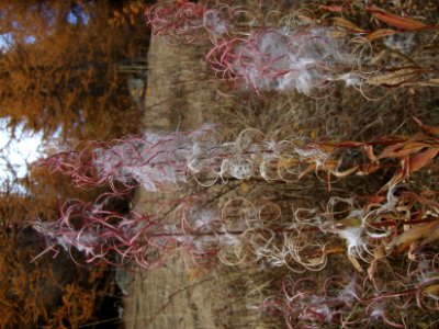 Epilobes en graines plumeuses. Epilobe à feuilles étroites… 