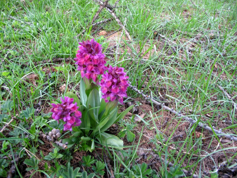 Orchis mâle, Orchis mascula, Orchidacées 