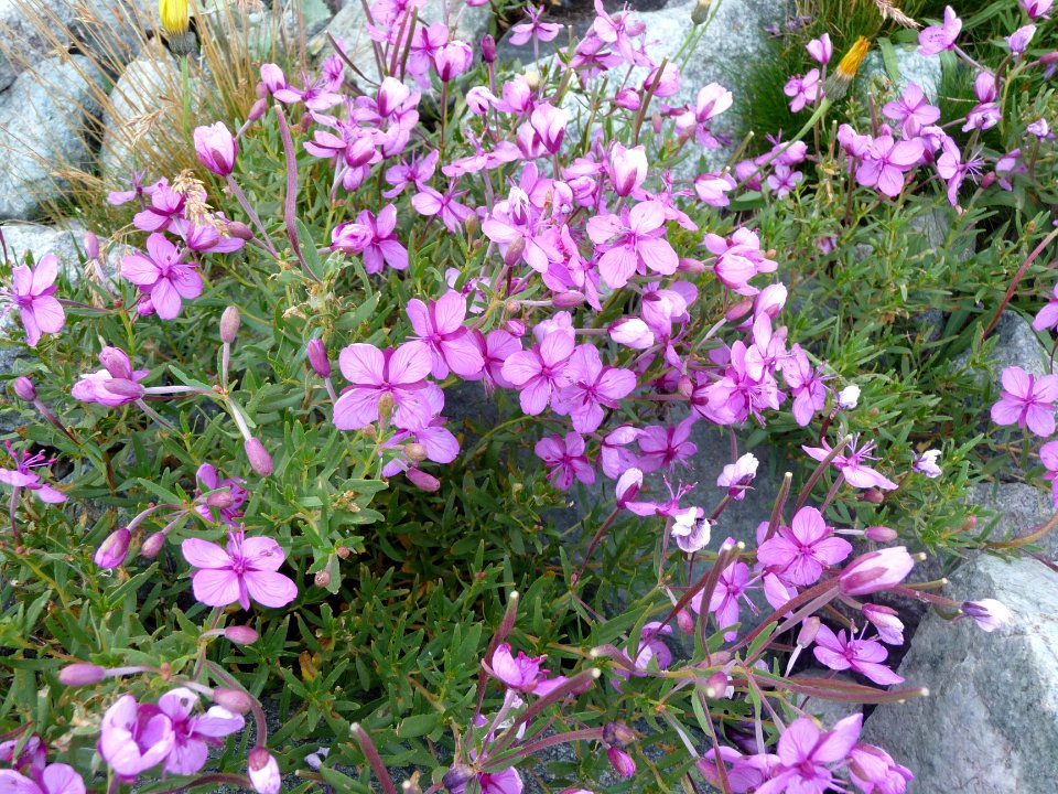 Epilobe de Fleischer ou épilobe des moraines, Epilobium fl… 