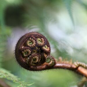 Fern emergent macro