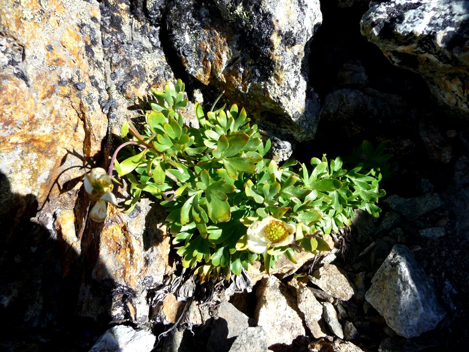Anémone des Alpes, Pulsatilla alpina, Renonculacées 