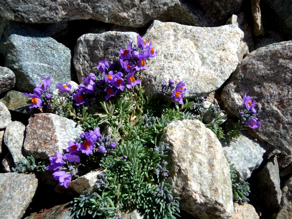Linaire des Alpes, Linaria alpina, Plantaginacées 