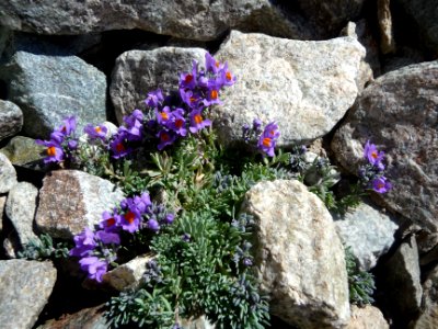 Linaire des Alpes, Linaria alpina, Plantaginacées 
