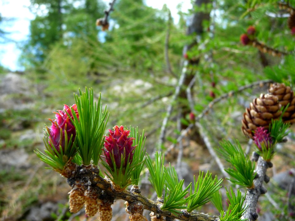Fleurs de mélèze 