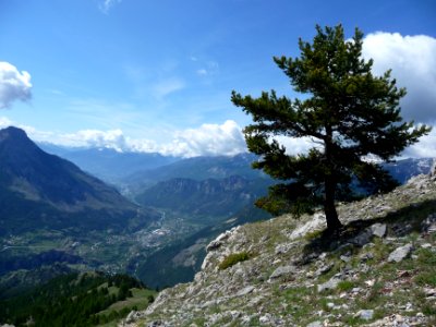 Un pin, l'Argentière-les-Ecrins et toute la vallée de la D… 