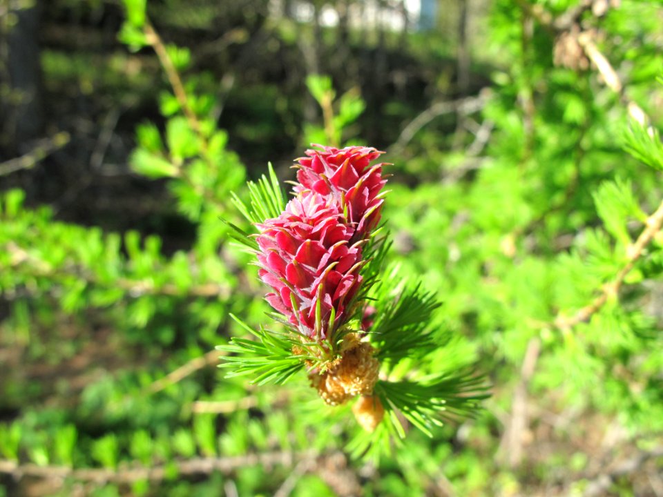 Fleur du mélèze, cône femelle jeune, rose foncé 