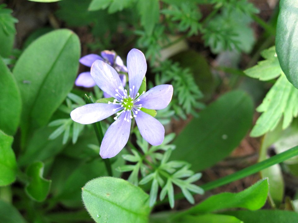 Hépatique noble, Anemone hepatica = Hepatica nobilis, Ranu… 